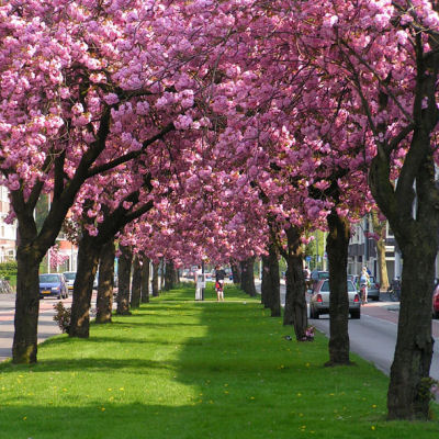 Cerezo del Japn 'Kanzan'